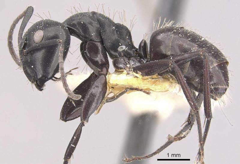 File:Camponotus vividus meinerti casent0910571 p 1 high.jpg