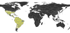 Cyphomyrmex Distribution.png