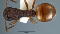 Dolichoderus armstrongi holotype ANIC32-007964 top 32-Antwiki.jpg