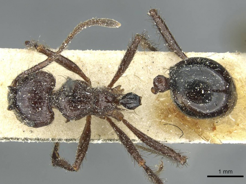 File:Myrmicaria striatula casent0913057 d 1 high.jpg