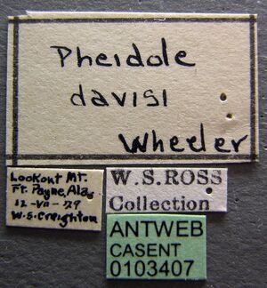 Pheidole davisi casent0103407 label 1.jpg