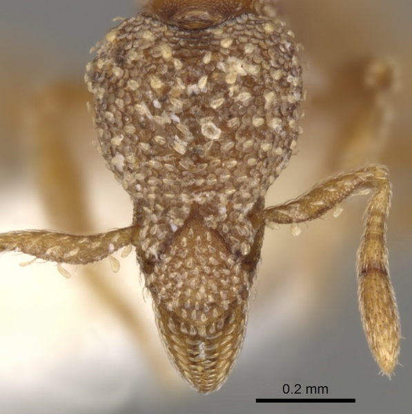 File:Strumigenys disjuncta casent0900136 h 1 high.jpg