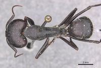 Camponotus petersii janus casent0910319 d 1 high.jpg