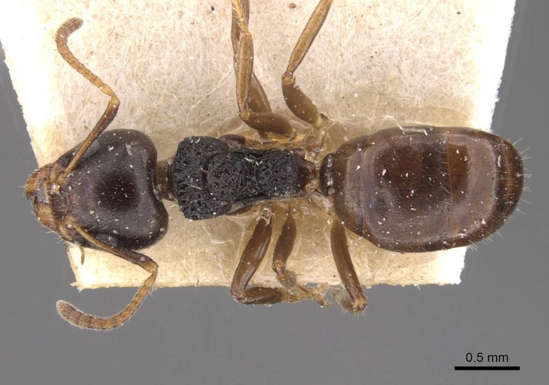 File:Dolichoderus butteli casent0909480 d 1 high.jpg