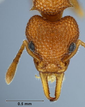 Epopostruma kangarooensis holotype ANIC32-003699 head 63-AntWiki.jpg