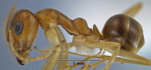 Iridomyrmex hartmeyeri side view