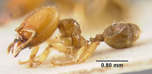 MCZ-ENT00020731 Pheidole subarmata var nassovensis hal.jpg