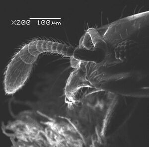 Monomorium sarawatense 8.jpg