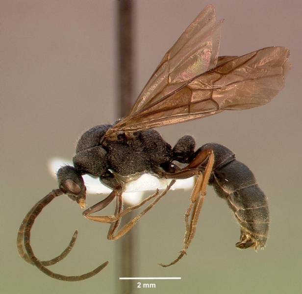 File:Pachycondyla cavernosa sam-hym-c008788a profile 1.jpg