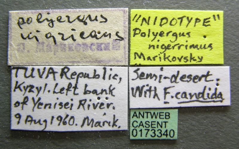 File:Polyergus nigerrimus casent0173340 label 1.jpg