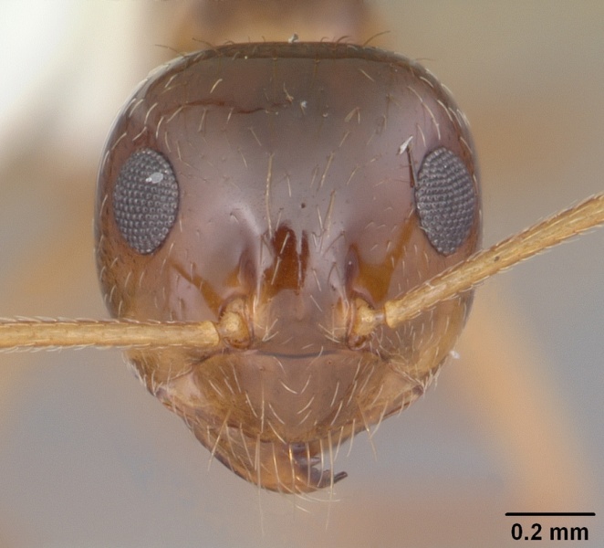 File:Prenolepis imparis casent0103873 head 1.jpg