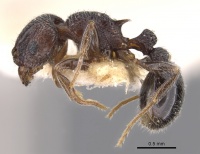 Tetramorium legone casent0901170 p 1 high.jpg