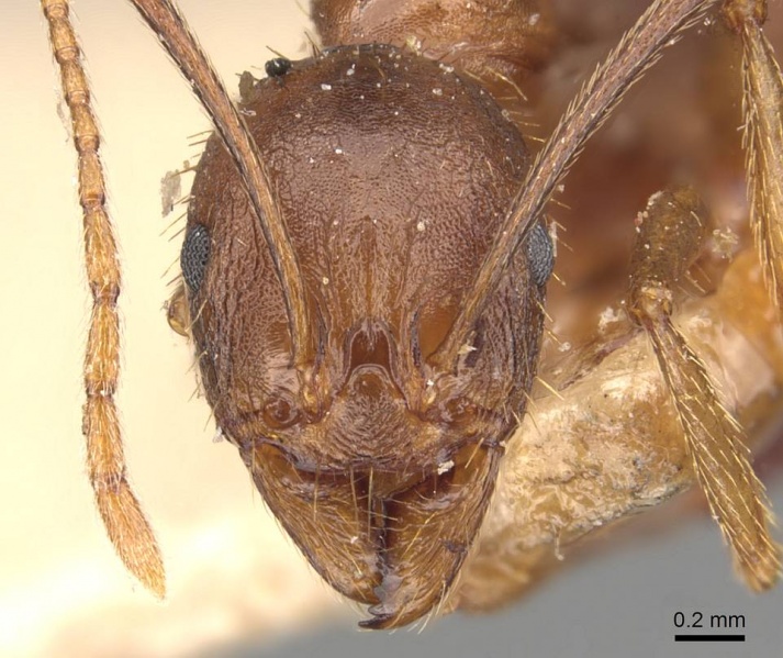 File:Aphaenogaster muelleriana casent0907689 h 1 high.jpg