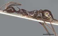 Aphaenogaster quadrispina casent0904188 p 1 high.jpg