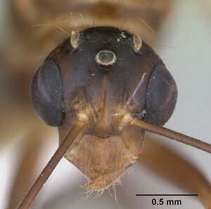 Camponotus conspicuus zonatus casent0173223 head 1.jpg