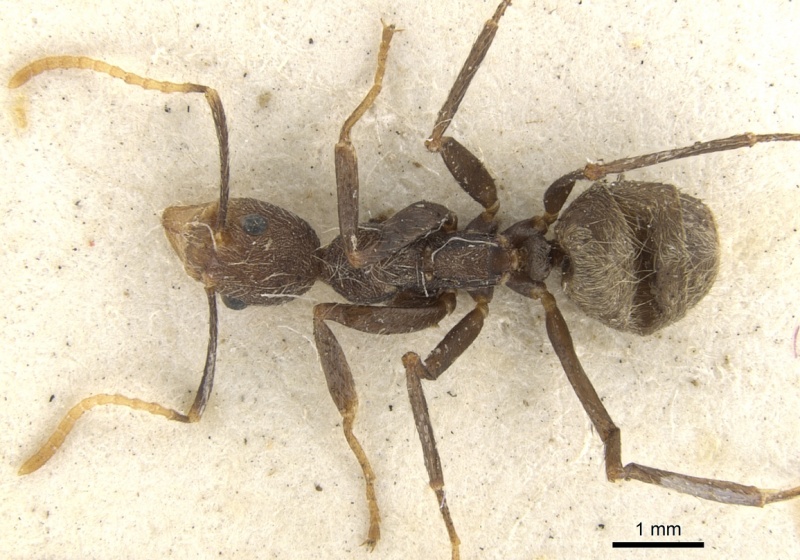 File:Dolichoderus quadridenticulatus casent0902945 d 1 high.jpg