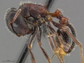 Mcz-ent00668813 Pogonomyrmex rugosus hal.jpg