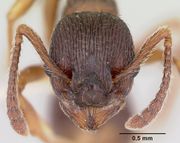 Myrmica lobifrons casent0105638 head 1.jpg