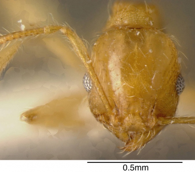 File:Pheidole nasutoides casent0635495 h 1 high.jpg