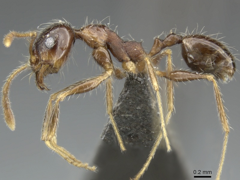 File:Pheidole tenuinodis casent0235969 p 1 high.jpg