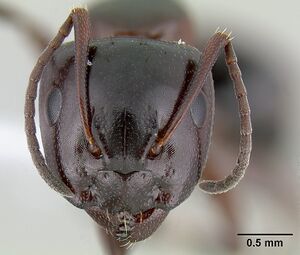 Camponotus hyatti casent0106032 head 1.jpg