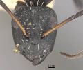 Camponotus niveosetosus irredux casent0910457 h 1 high.jpg