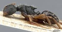 Camponotus selene casent0905415 p 1 high.jpg