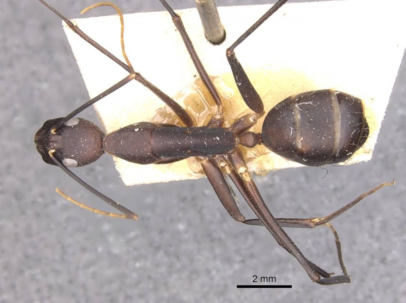 File:Camponotus varus casent0910076 d 1 high.jpg