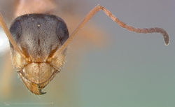 Formica lepida casent0005366 head 1.jpg