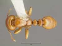 Liomyrmex gestroi castype06922 dorsal 1.jpg