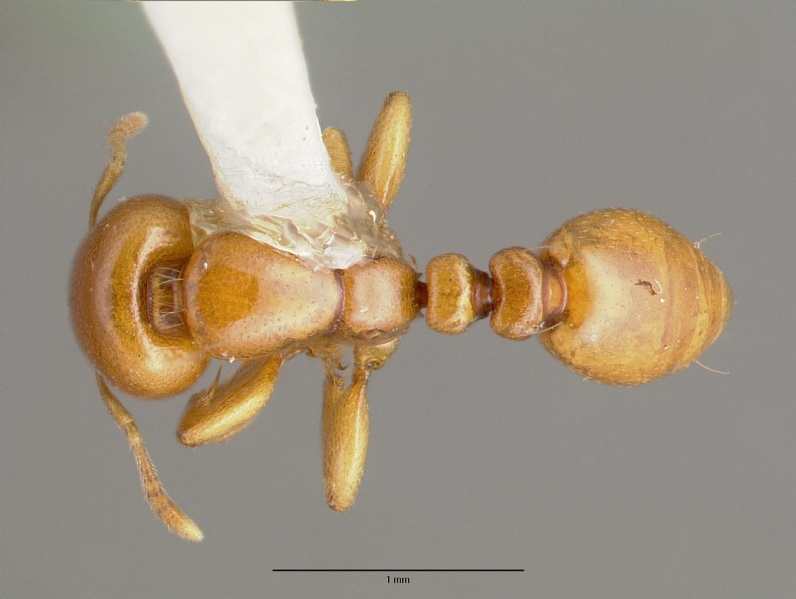 File:Liomyrmex gestroi castype06922 dorsal 1.jpg