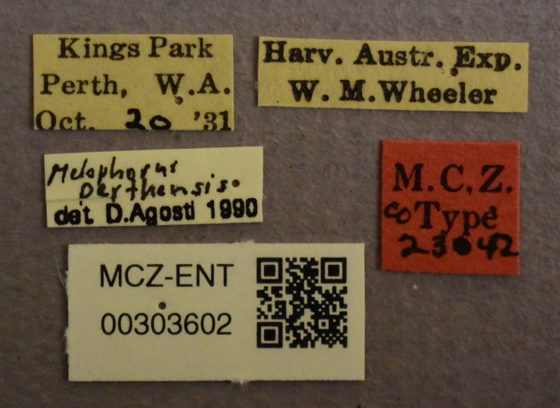 File:Melophorus perthensis syntype major labels.JPG