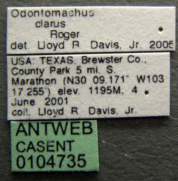 File:Odontomachus clarus casent0104735 label 1.jpg