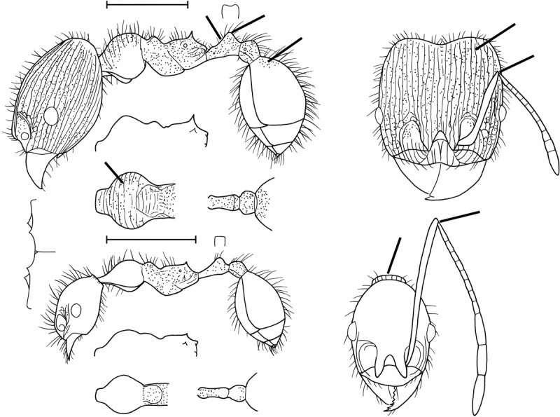 File:Pheidole jelskii Wilson 2003.jpg