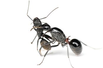 Polyrhachis lamellidens queen with Camponotus japonicus worker, Taku Shimada (5).jpg