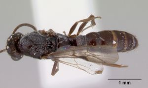 Amblyopone noonadan casent0172233 dorsal 1.jpg