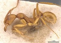 Aphaenogaster ujhelyii casent0907702 p 1 high.jpg