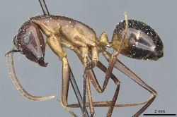 Camponotus posticus casent0912017 p 1 high.jpg