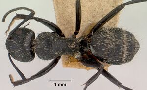 Camponotus radovae casent0101363 dorsal 1.jpg