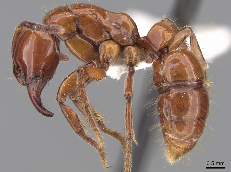 File:Centromyrmex hamulatus casent0281887 p 1 high.jpg