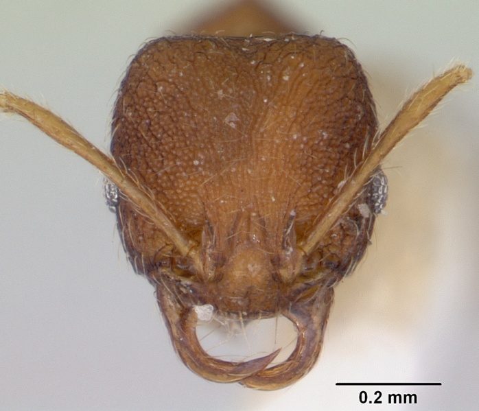 File:Chimaeridris boltoni casent0172824 head 1.jpg