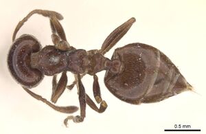 Crematogaster menilekii casent0908539 d 1 high.jpg