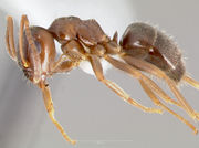 Lasius alienus casent0005401 profile 1.jpg