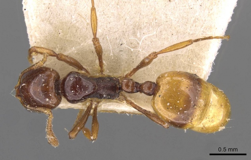 File:Monomorium tambourinense casent0908677 d 1 high.jpg