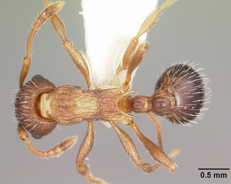 File:Myrmica nearctica casent0104839 dorsal 1.jpg