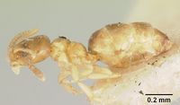 Plagiolepis exigua casent0101305 profile 1.jpg