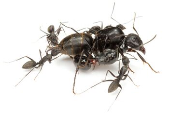 Polyrhachis lamellidens queen with Camponotus japonicus queen and workers, Taku Shimada (2).jpg
