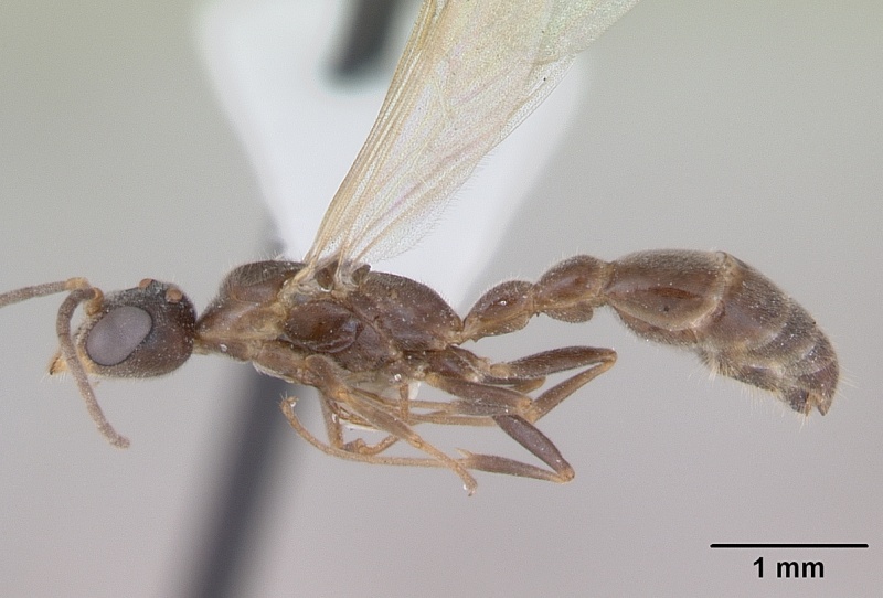 File:Pseudomyrmex subater casent0173779 profile 1.jpg