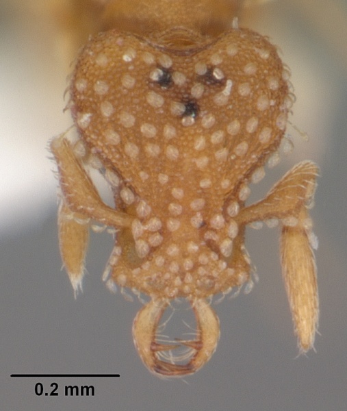 File:Strumigenys emmae casent0104516 head 1.jpg