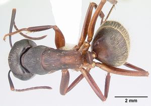 Camponotus chromaiodes casent0104763 dorsal 1.jpg